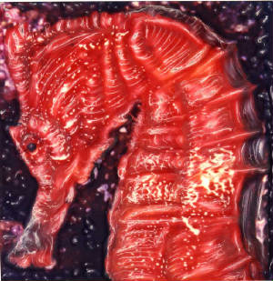 JEFFSART/HOYSEAHORSE13.jpg